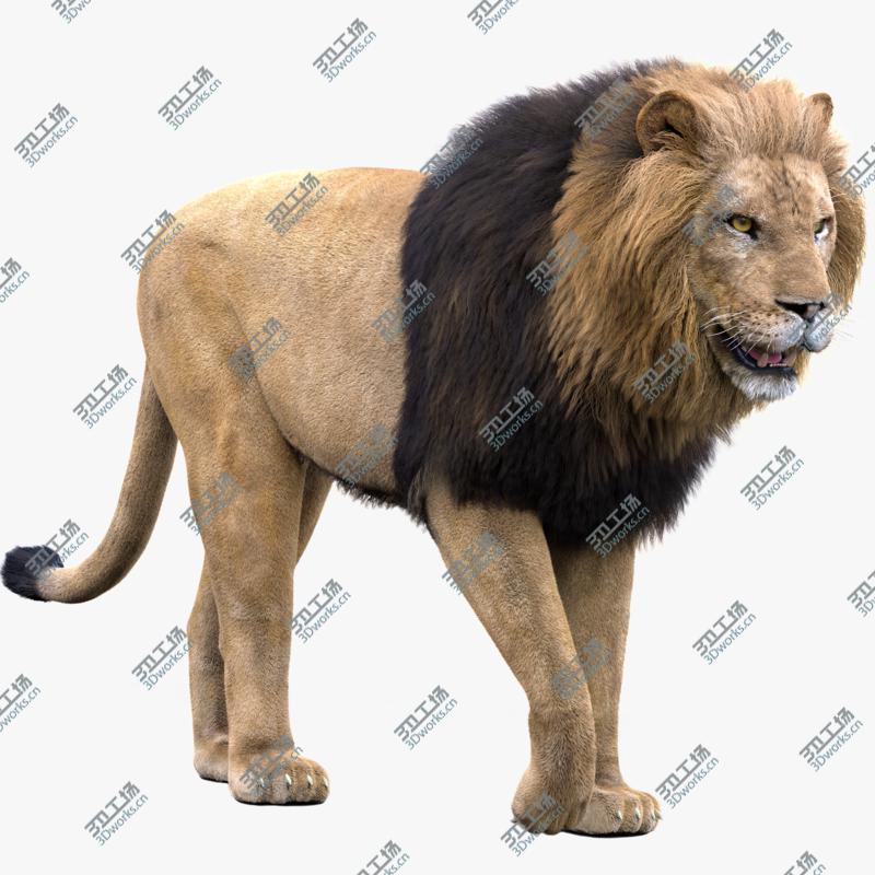 images/goods_img/20210313/3D Lion(Rigged, FUR)1 model/1.jpg